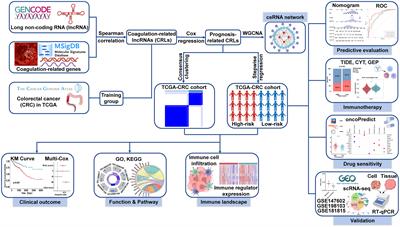 Computational identification and clinical validation of a novel risk signature based on coagulation-related lncRNAs for predicting prognosis, immunotherapy response, and chemosensitivity in colorectal cancer patients